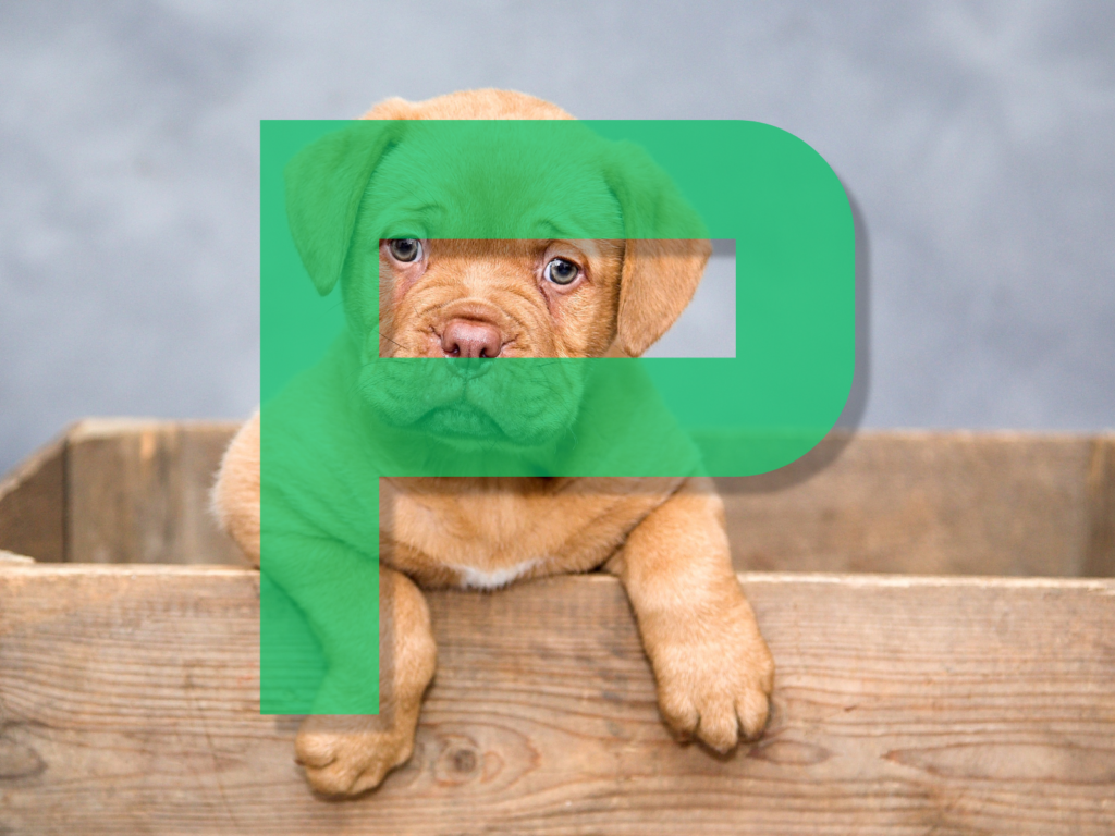 Dog Names Beginning with P: 215 Perfect Puppy Name Ideas