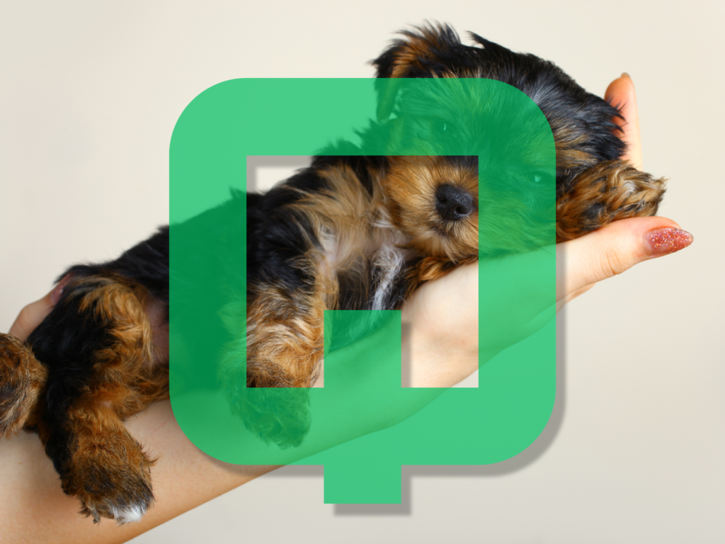 Dog Names Beginning with Q: 215 Unique and Adorable Options for Your Pup