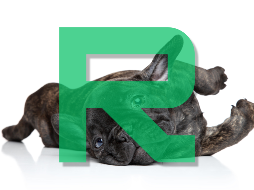 Dog Names Beginning with R: 250+ Radiant Ideas for Your New Pup