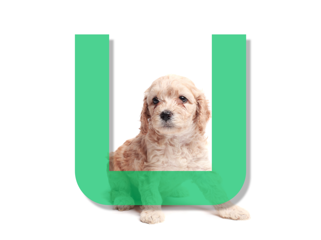 Dog Names Beginning with U: 215 Unique and Lovable Ideas for Your Pup
