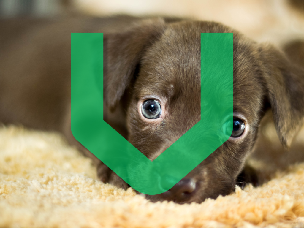 Dog Names Beginning with V: 250+ Vibrant Ideas for Your Pup