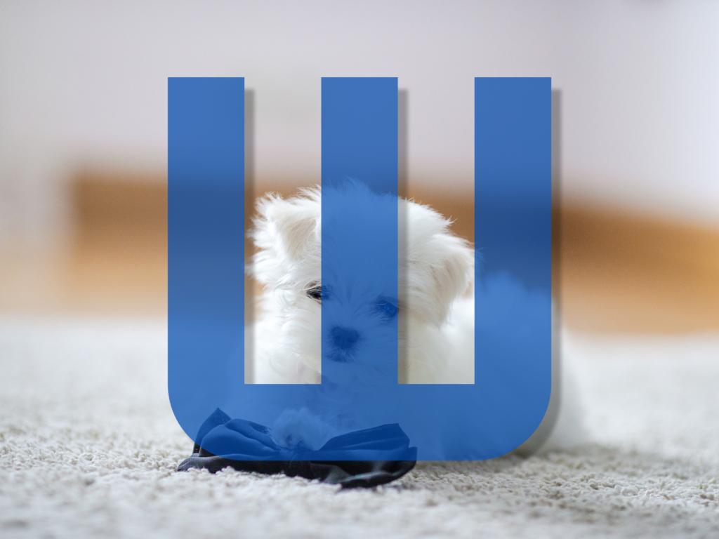 Dog Names Beginning with W: 200+ Wonderful Ideas for Your New Pup
