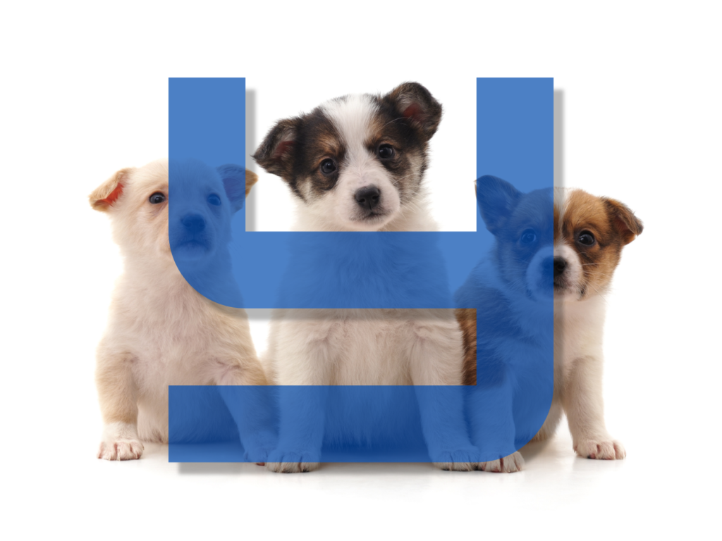 Dog Names Beginning with Y: 215 Unique and Fun Options for Your Pup