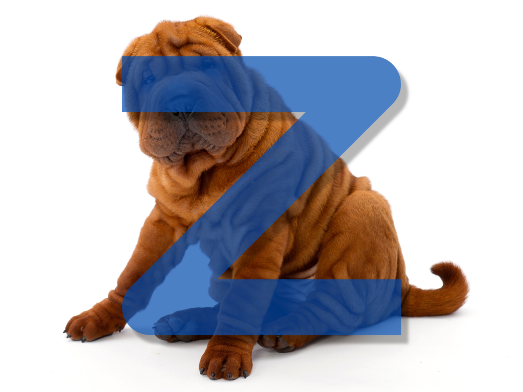 Dog Names Beginning with Z: 200+ Unique Ideas for Your Furry Friend