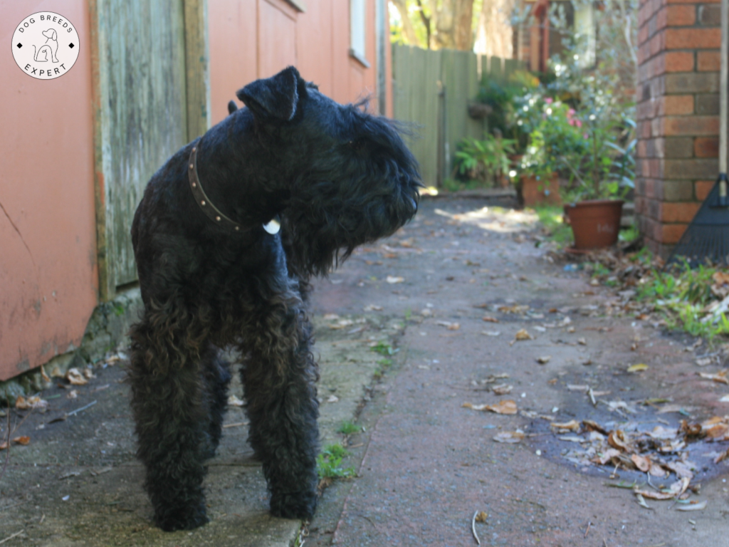 Kerry Blue Terrier Names: 200+ Charming Ideas for Your Blue-Coated Friend