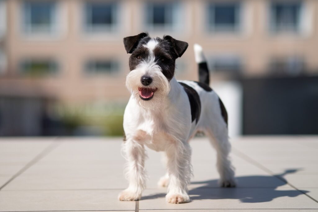 Welsh Terrier Names: 200+ Playful and Unique Ideas for Your Spunky Pup