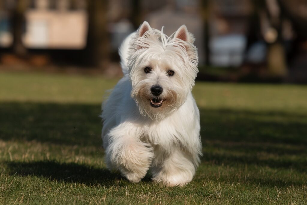 West Highland White Terrier Names: 200+ Fun and Adorable Ideas for Your Westie