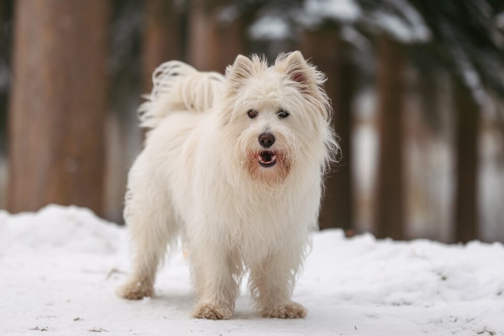 White Dog Names: 100+ Bright and Playful Ideas for Your Pup